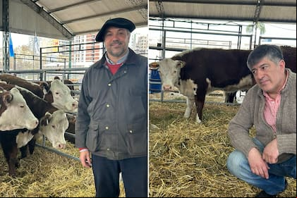 Alazard y Barría, los cabañeros de la raza Hereford que llegaron desde Tierra del Fuego a Buenos Aires