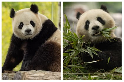 Bao Li y, macho; y Qing Bao, hembra. Pandas nacidos en 2021 (Foto: National Zoo de Washington).