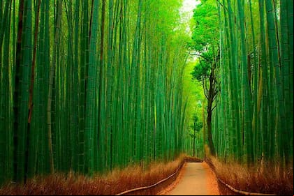 Bosque de Bambu, Japón