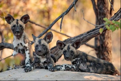 Cachorros de perro salvaje africano (Lycaon pictus) BOBBY-JO PHOTOGRAPHY
