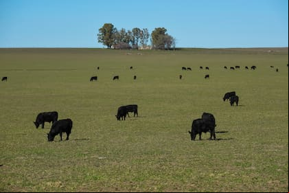 Cattle in pampas countryside, La Pampa, Argentina.