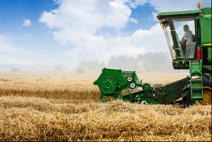 Combine harvester harvest ripe wheat on a farm
trigo