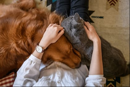 Cómo eliminar lo pelos de mascota de la ropa y los muebles