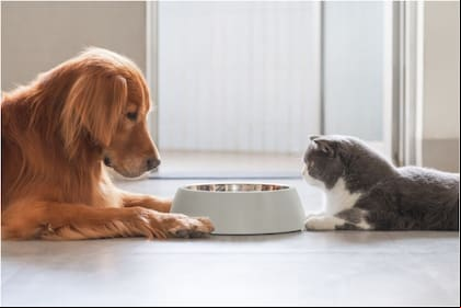 Cómo preparar la pasta dorada, un alimento a base de cúrcuma apto para perros y gatos
