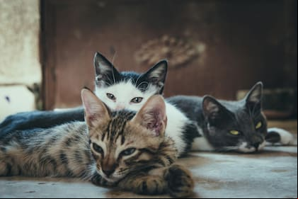 Compartir el hogar con varios gatos requiere garantizar su bienestar físico y emocional para prevenir contagios y enfermedades como la leucemia felina