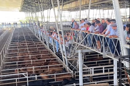 Con compradores abastecidos, las ventas se concretaran con poca competencia por parte de los operadores de compra y valores con bajas respecto a los registrados en la rueda de ayer en casi todas las categorías y clasificaciones