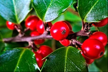 Cuáles son las propiedades de la fruta que mejora la calidad de vida