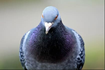 Cuello torcido, alas temblorosas e inactividad son síntomas de las "palomas zombies" (Foto:IStock)
