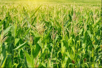 Cultivo de maíz