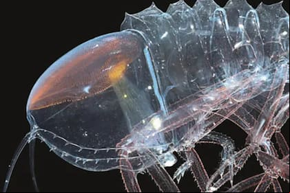 Cystisoma es el centro de las investigaciones (Foto KJ Osborn/Smithsonian)