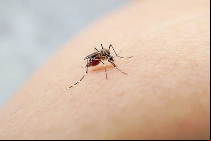Dengue en Argentina: unos 120 mil casos y 79 muertos en los últimos siete meses