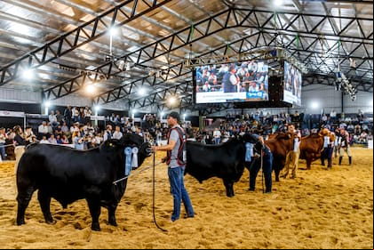 Desde Riachuelo-Corrientes y durante cinco días, se realizarán la 22° Exposición Nacional Braford y la 13° Exposición Nacional del ternero Braford; 55° Gran Nacional Brangus, la 19° Exposición Nacional del Ternero, la 23° Exposición Nacional Brahman y la Exposición Nacional A de Caballos Criollos