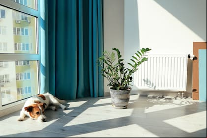 Diversas dificultades con que se enfrentan las personas que tienen mascotas, principalmente perros o gatos, al momento de alquilar una vivienda