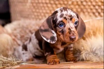 El 1° de febrero se celebra el Día Nacional del Perro Salchicha