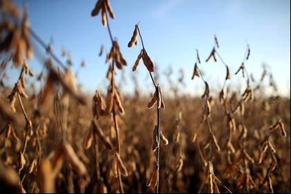 El agro es uno de los motores más potentes de la economía