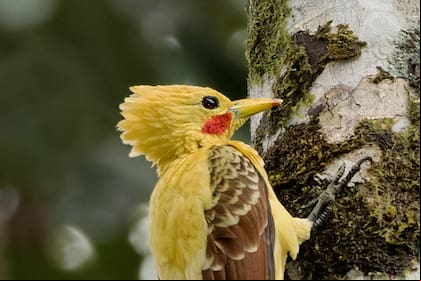 El carpintero amarillo.