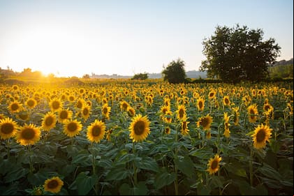 El girasol volverá a tener retenciones de 7%