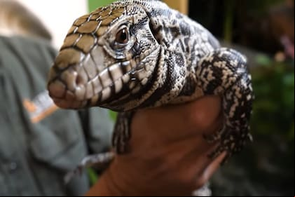 El lagarto overo es una especie típica de Sudamérica y pone en peligro a otras en varios lugares de EEUU