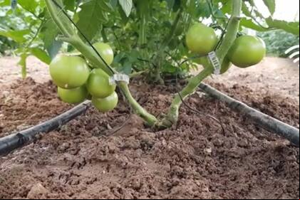 El riego es clave para la producción agrícola en Israel