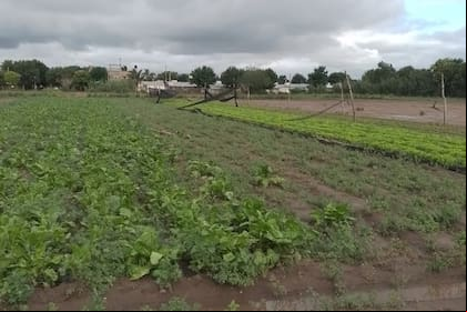 El sector de pequeños productores, que trabaja en unas 1600 hectáreas, enfrenta serias pérdidas debido a las inundaciones y el viento, que destruyó invernaderos y medias sombras.