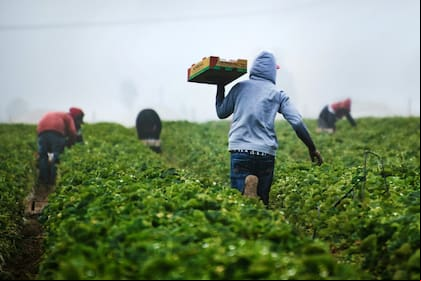 Empresas en Florida ofrecen empleo para trabajadores agrícolas