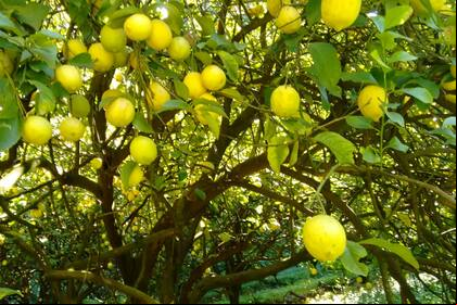 En el campo de Isabel Freiberger los limones están por madurar y no consiguen trabajadores que los recolecten
