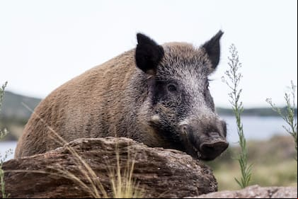 En la provincia de Entre Ríos hace tiempo que el jabalí y el chancho asilvestrado se han convertido en un problema muy acuciante