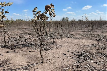 En la zona de Pergamino, Buenos Aires, la sequía generó una fuerte pérdida productiva