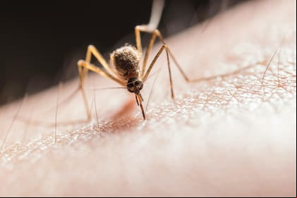 Estos son los ingredientes caseros para repeler a los mosquitos