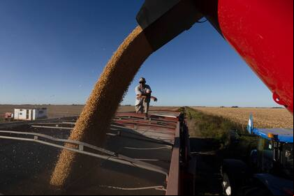 Existe un fuerte consenso, respaldado por evidencia científica y la postura del sector agropecuario, sobre los efectos negativos de estos impuestos en la producción, la productividad y el crecimiento económico