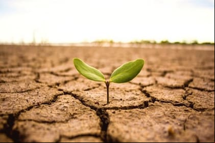 Existe una gran variedad de mecanismos bioquímicos, moleculares y fisiológicos de las plantas en respuesta al estrés