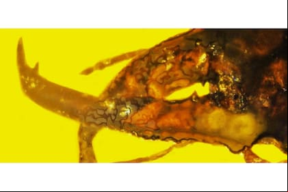 Identificaron un gorgojo de 100 millones de años diferente a cualquier otro gorgojo fosilizado