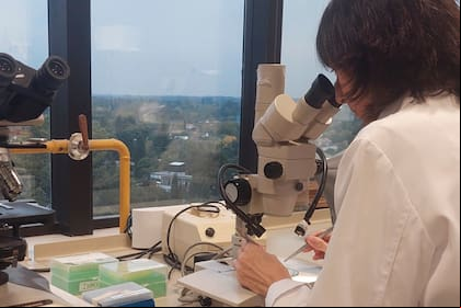 Investigadoras de la Universidad Austral trabajan con formulaciones orales cannabis