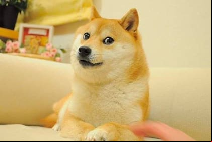Kabosu protagonizó un meme que hasta la fecha recorre las redes sociales; su dueña informó que finalmente murió, a una edad estimada en 18 años