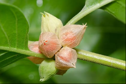 La Ashwagandha es una planta medicinal que sirve para curar los trastornos de ansiedad