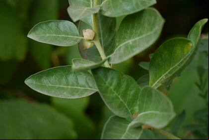 La Ashwagandha tiene fines medicinales de alto impacto