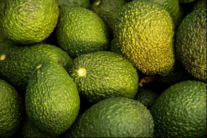 La cantidad de años que un paltero tarda en dar sus frutos va a depender del método de plantación del mismo