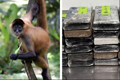 La CBP encontró un mono araña y un millonario cargamento en la frontera de Texas