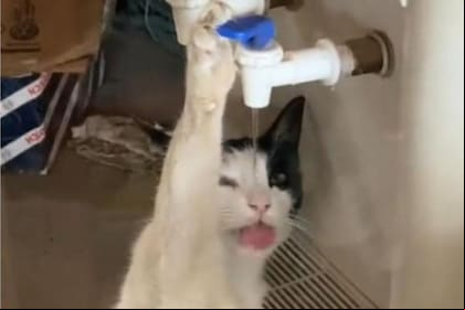 La domesticación de los gatos se cree que estuvo motivada por su gran habilidad de caza (Foto: Twitter @brianduart)