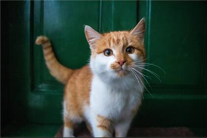 La felicidad en los gatos es muy importante ya está íntimamente ligada con su bienestar