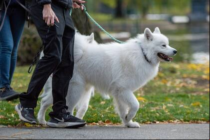 La influencia que tiene pasar tiempo con perros en el cerebro