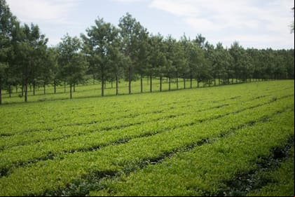La producción de té es una de las actividades que se verían afectadas