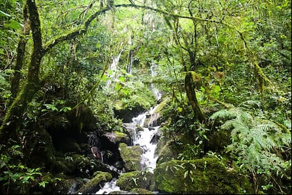 La reserva Yabotí, en Misiones