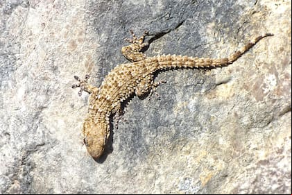 Las lagartijas suelen aparecer cuando suben las temperaturas