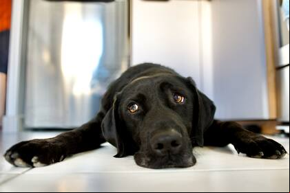 Las mascotas sufren las altas temperaturas y tienen menos recursos para manifestarlo