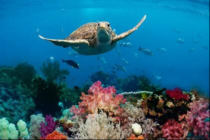 Los arrecifes de coral albergan muchas especies de animales marinos.