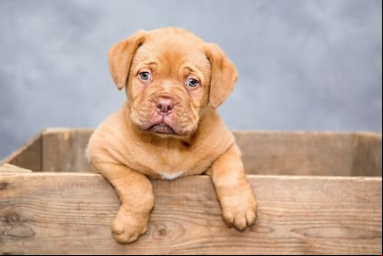 Los cachorros deberían tomar agua cada dos horas