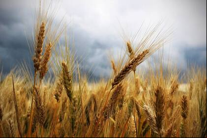 Los campos de trigo cada vez se fertilizan con más cantidad de nitrógeno y esta práctica puede estar directamente vinculada con el incremento de la alta prevalencia de la celiaquía, una afección humana autoinmune. Según un nuevo estudio, que no descarta otros factores, el exceso de nitrógeno para fertilizar transfiere al grano y a la harina del trigo más gliadina, una proteína que interviene en la formación del gluten