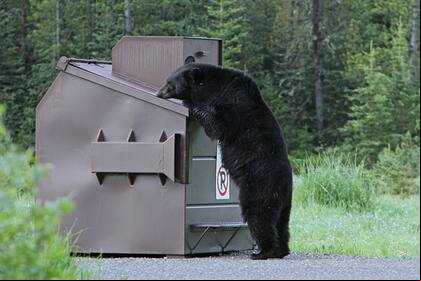 Los encuentros con osos se dan cada vez más frecuente debido a la facilidad que tienen estos animales en encontrar comida en zonas urbanas