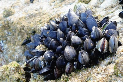Los especialistas recomiendan no recolectar mejillones, ostras o almejas en la playa